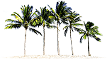 palm